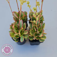 Load image into Gallery viewer, Crassula Platyphylla Variagata - John &amp; Norma&#39;s Succulents
