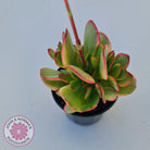 Crassula Platyphylla Variagata