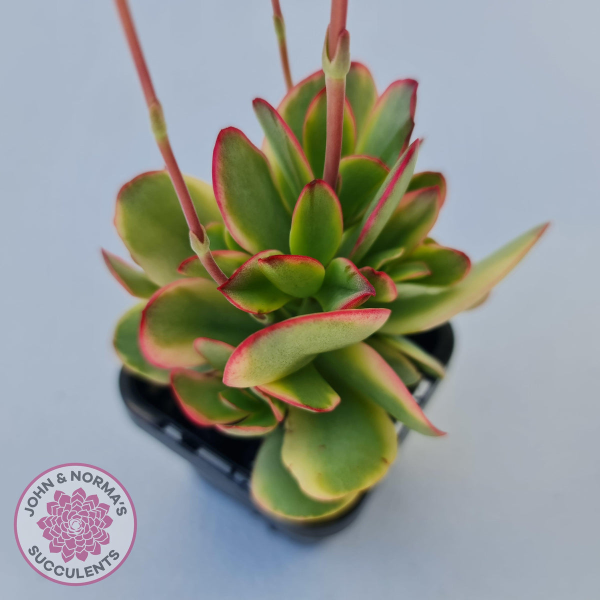 Crassula Platyphylla Variagata
