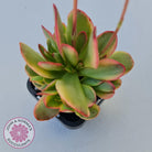 Crassula Platyphylla Variagata