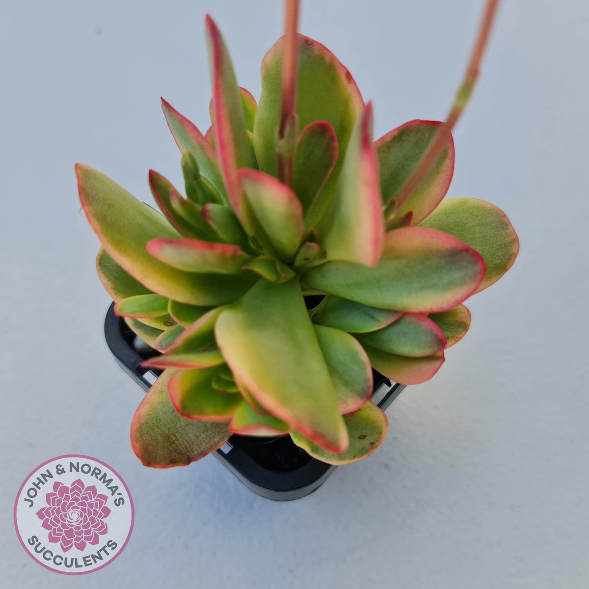 Crassula Platyphylla Variagata