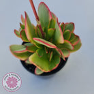 Crassula Platyphylla Variagata