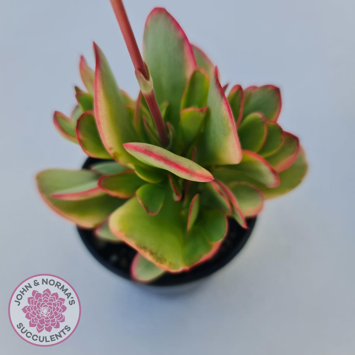Crassula Platyphylla Variagata