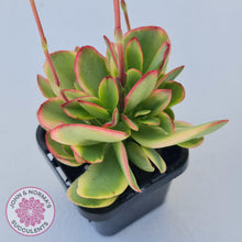 Load image into Gallery viewer, Crassula Platyphylla Variagata - John &amp; Norma&#39;s Succulents
