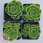 Echeveria longisima (Round Leaf form)