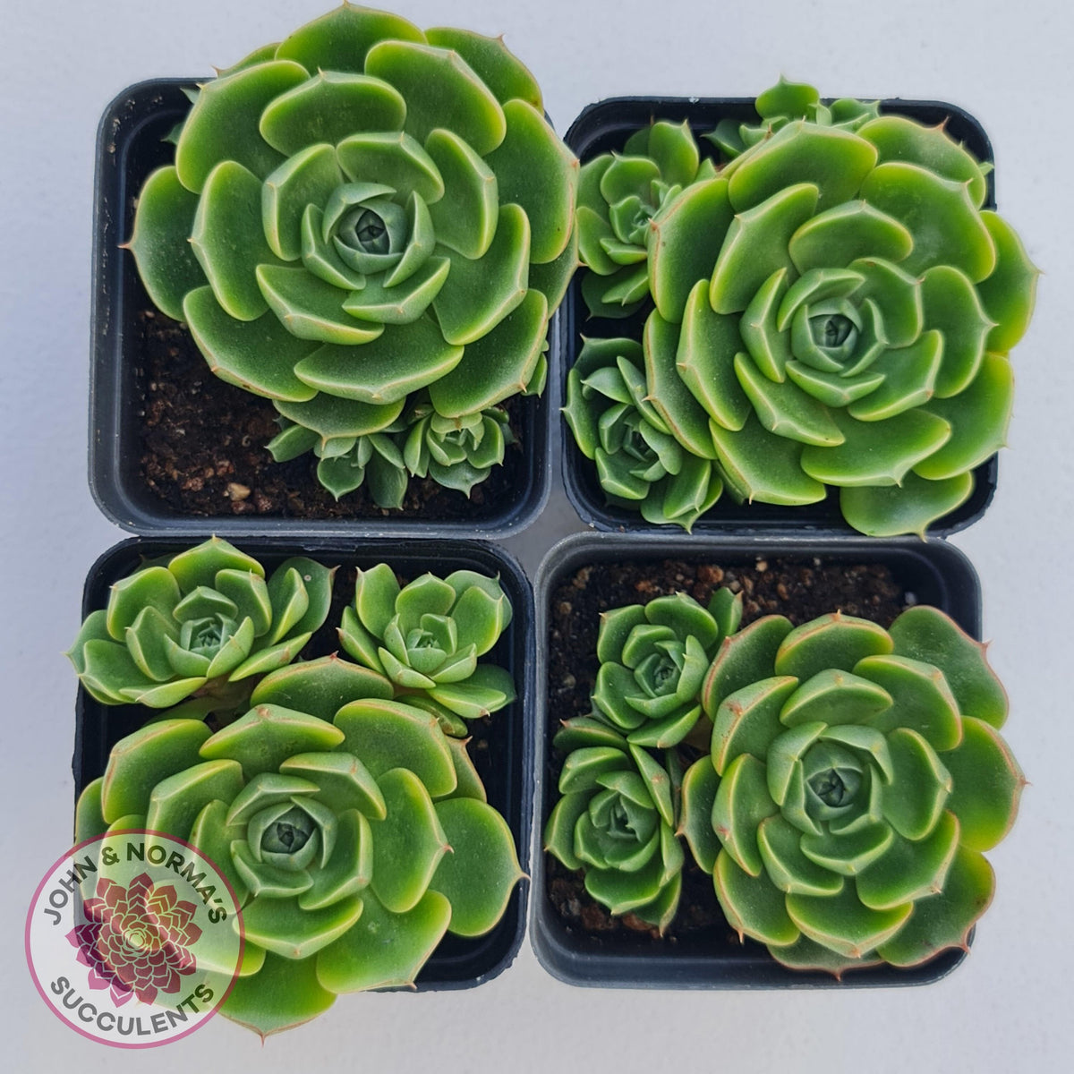Echeveria longisima (Round Leaf form)