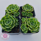 Echeveria longisima (Round Leaf form)