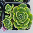 Echeveria longisima (Round Leaf form)