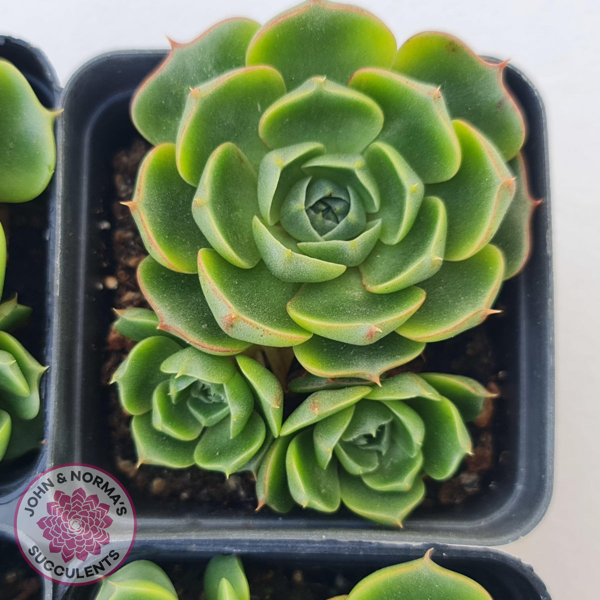 Echeveria longisima (Round Leaf form)