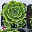 Echeveria longisima (Round Leaf form)