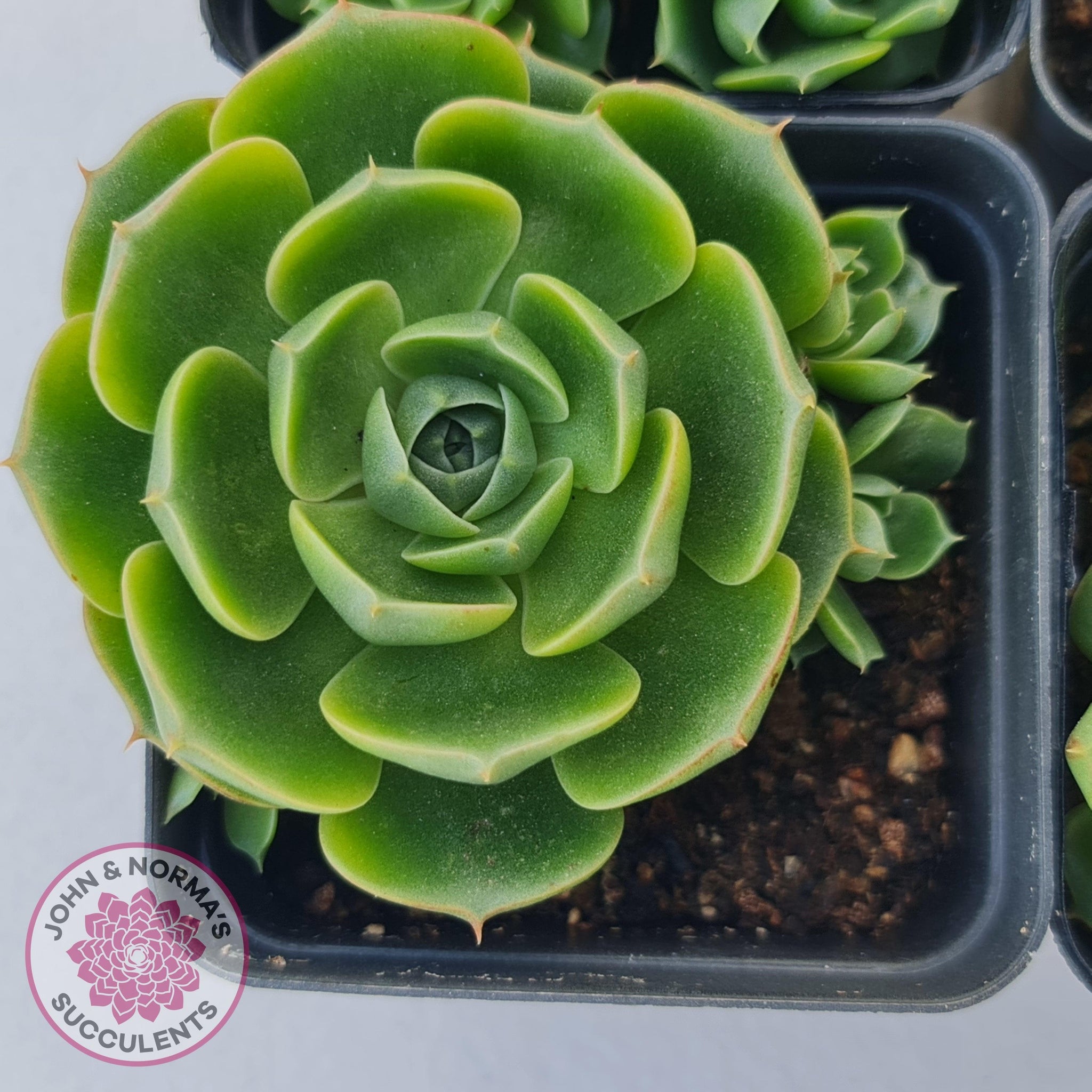 succulent with long round leaves Buy Echeveria longisima (Round Leaf form) Australia