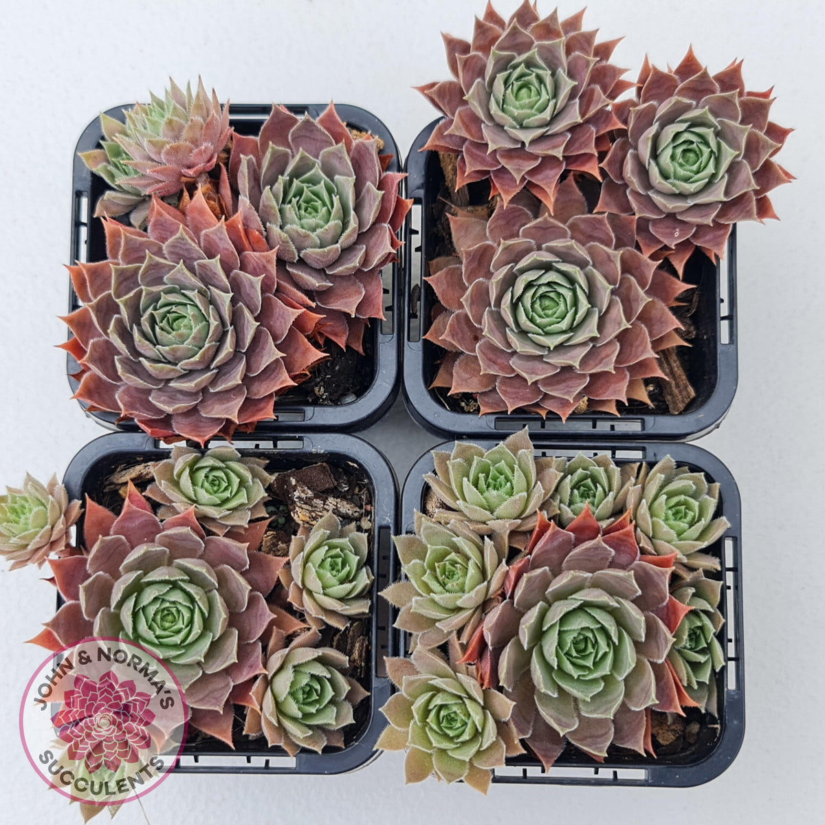 Sempervivum 'Slabber's Seedling'