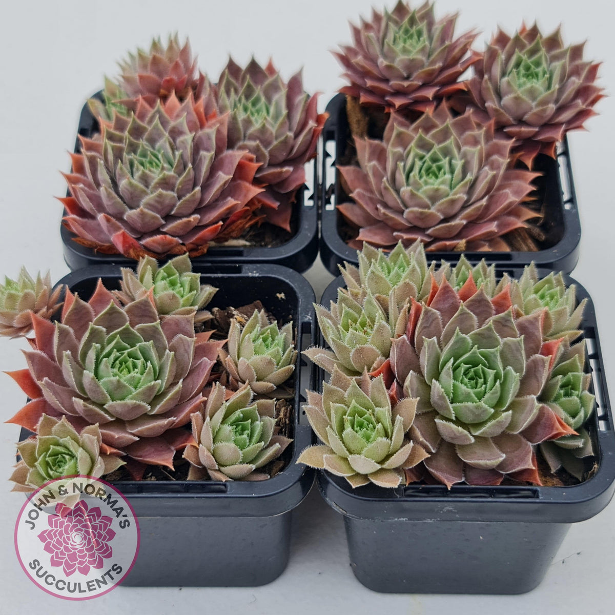 Sempervivum 'Slabber's Seedling'