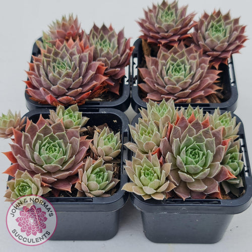 Sempervivum Slabber's Seedling - John & Norma's Succulents