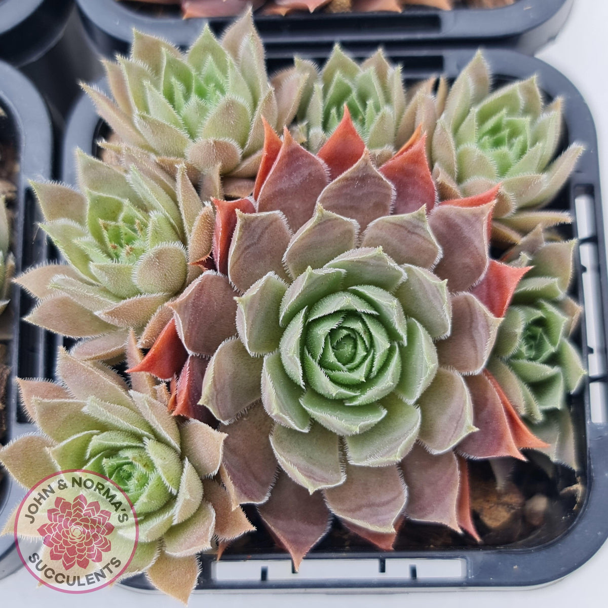 Sempervivum 'Slabber's Seedling'