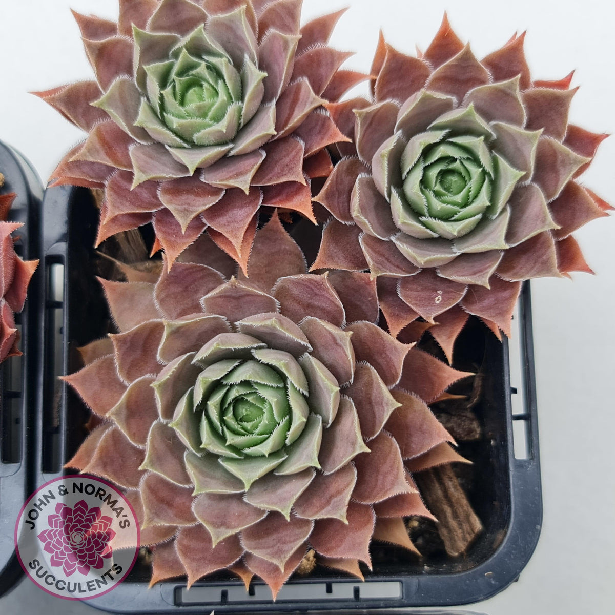 Sempervivum 'Slabber's Seedling'