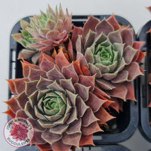 Load image into Gallery viewer, Sempervivum Slabber&#39;s Seedling - John &amp; Norma&#39;s Succulents
