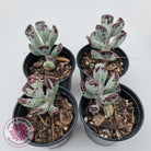 Adromischus triflorus