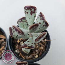 Load image into Gallery viewer, Adromischus Triflorus - John &amp; Norma&#39;s Succulents
