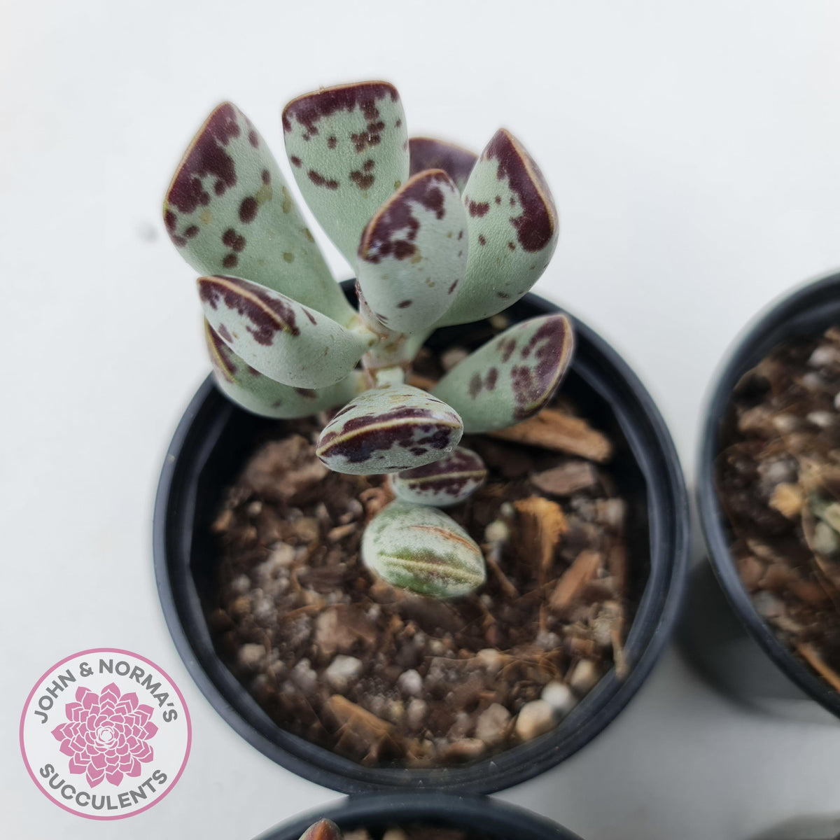 Adromischus triflorus