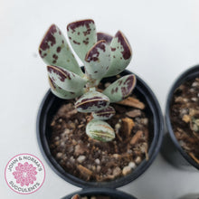 Load image into Gallery viewer, Adromischus Triflorus - John &amp; Norma&#39;s Succulents
