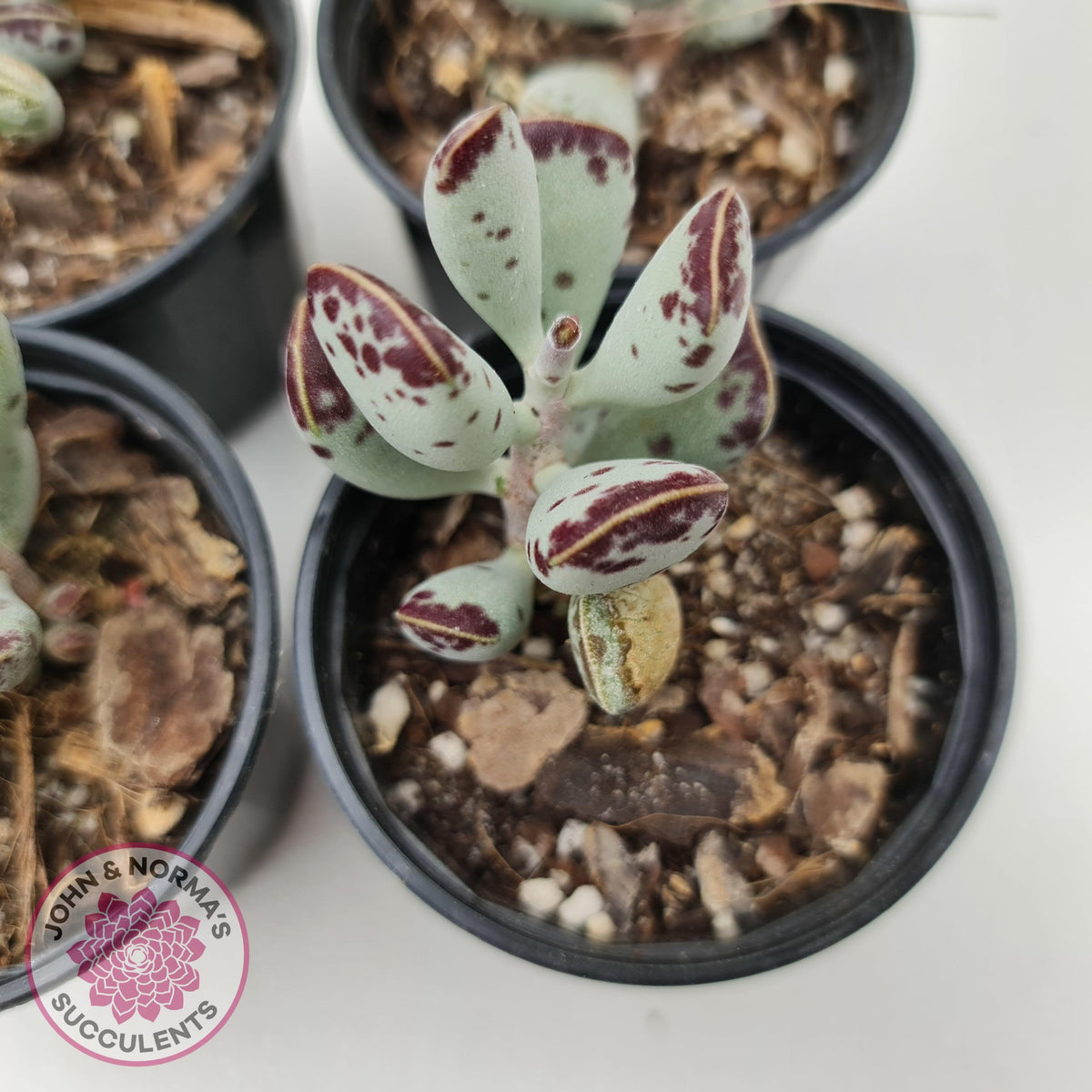 Adromischus triflorus