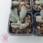 Adromischus triflorus (grey form)