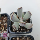 Adromischus triflorus (grey form)