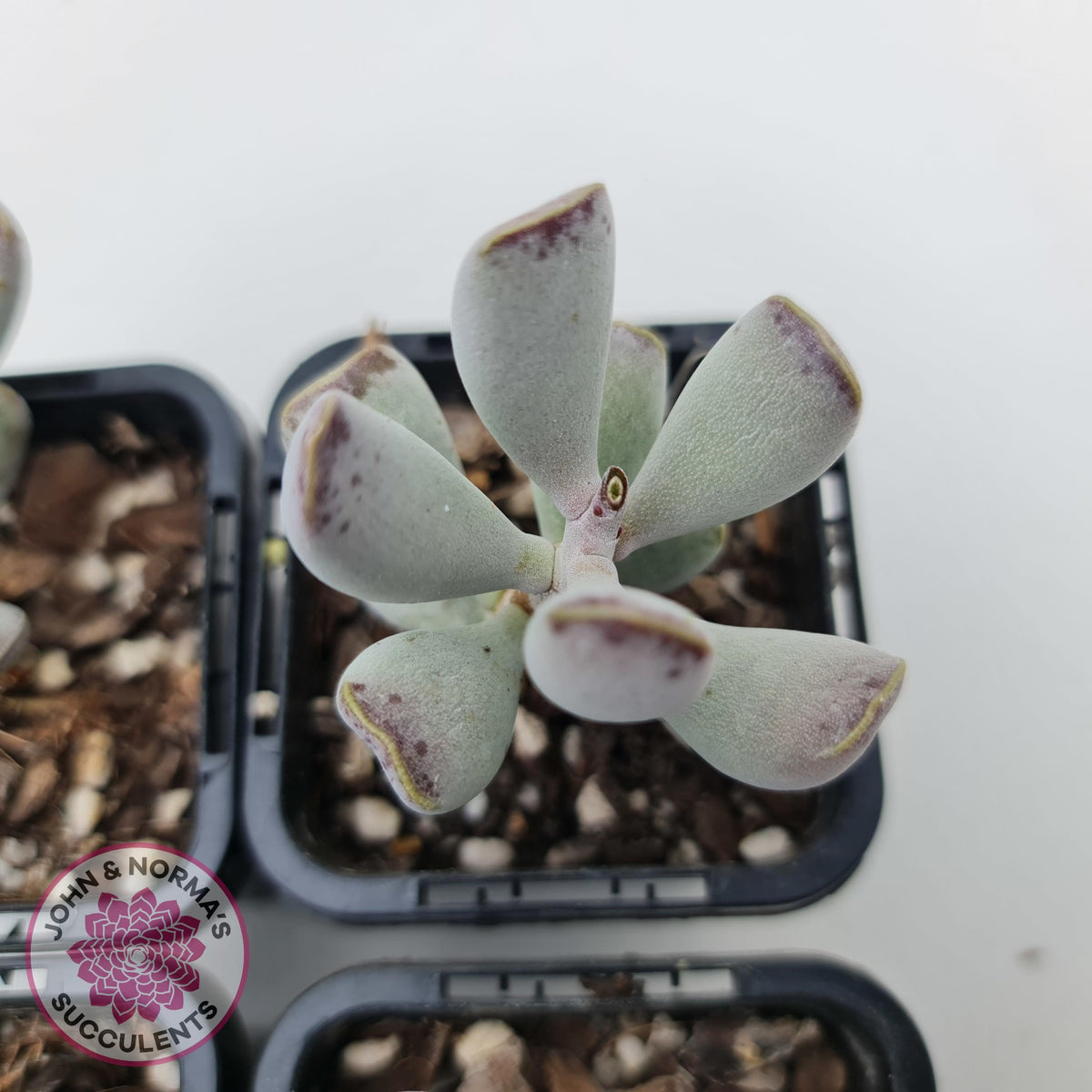 Adromischus triflorus (grey form)