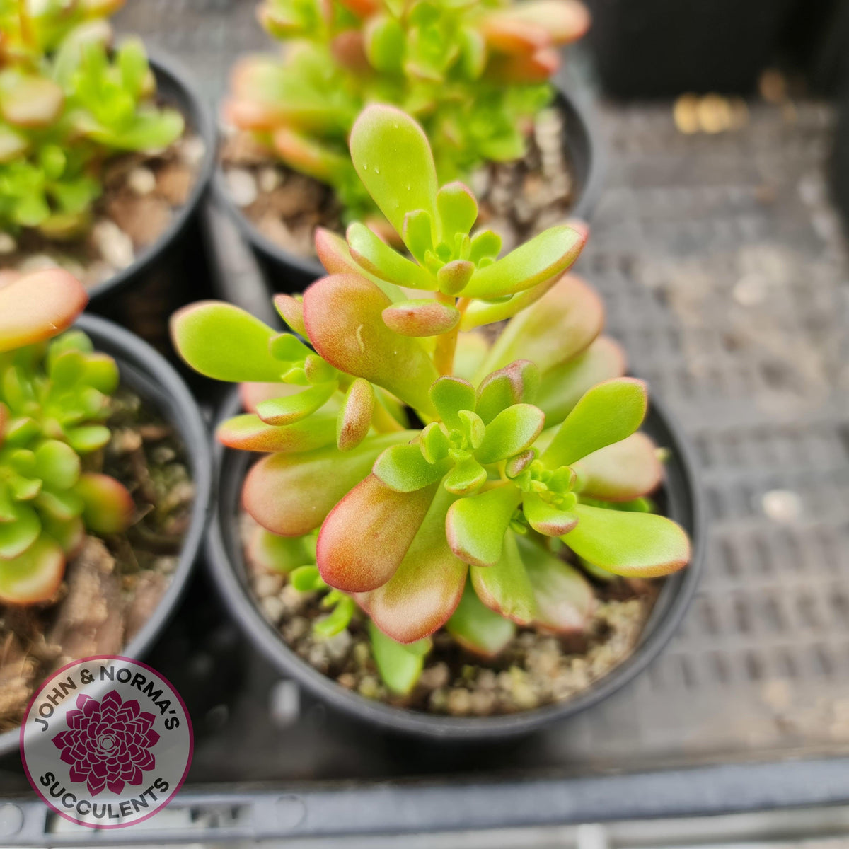 Sedum 'Joyce Tulloch'