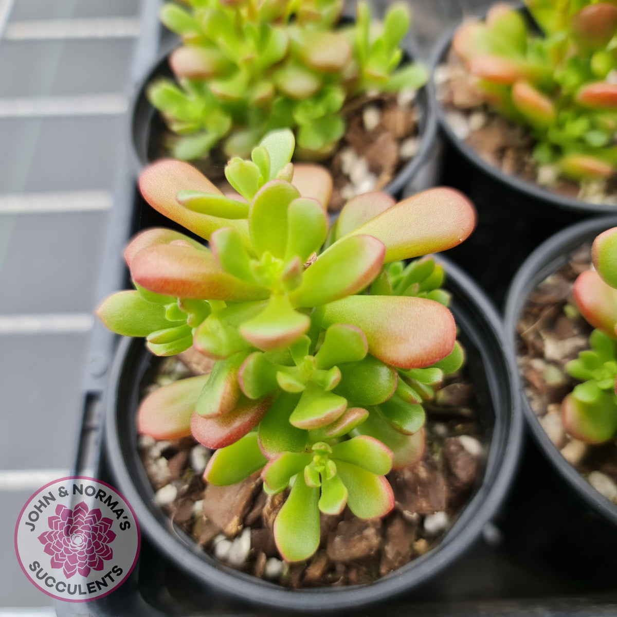 Sedum 'Joyce Tulloch'
