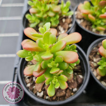 Load image into Gallery viewer, Sedum Joyce Tulloch - John &amp; Norma&#39;s Succulents
