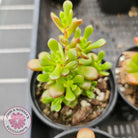 Sedum 'Joyce Tulloch'