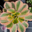Aeonium 'Sunburst'