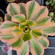 Load image into Gallery viewer, Aeonium Sunburst - John &amp; Norma&#39;s Succulents
