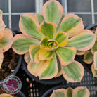 Aeonium 'Sunburst'