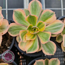 Load image into Gallery viewer, Aeonium Sunburst - John &amp; Norma&#39;s Succulents
