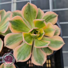 Load image into Gallery viewer, Aeonium Sunburst - John &amp; Norma&#39;s Succulents
