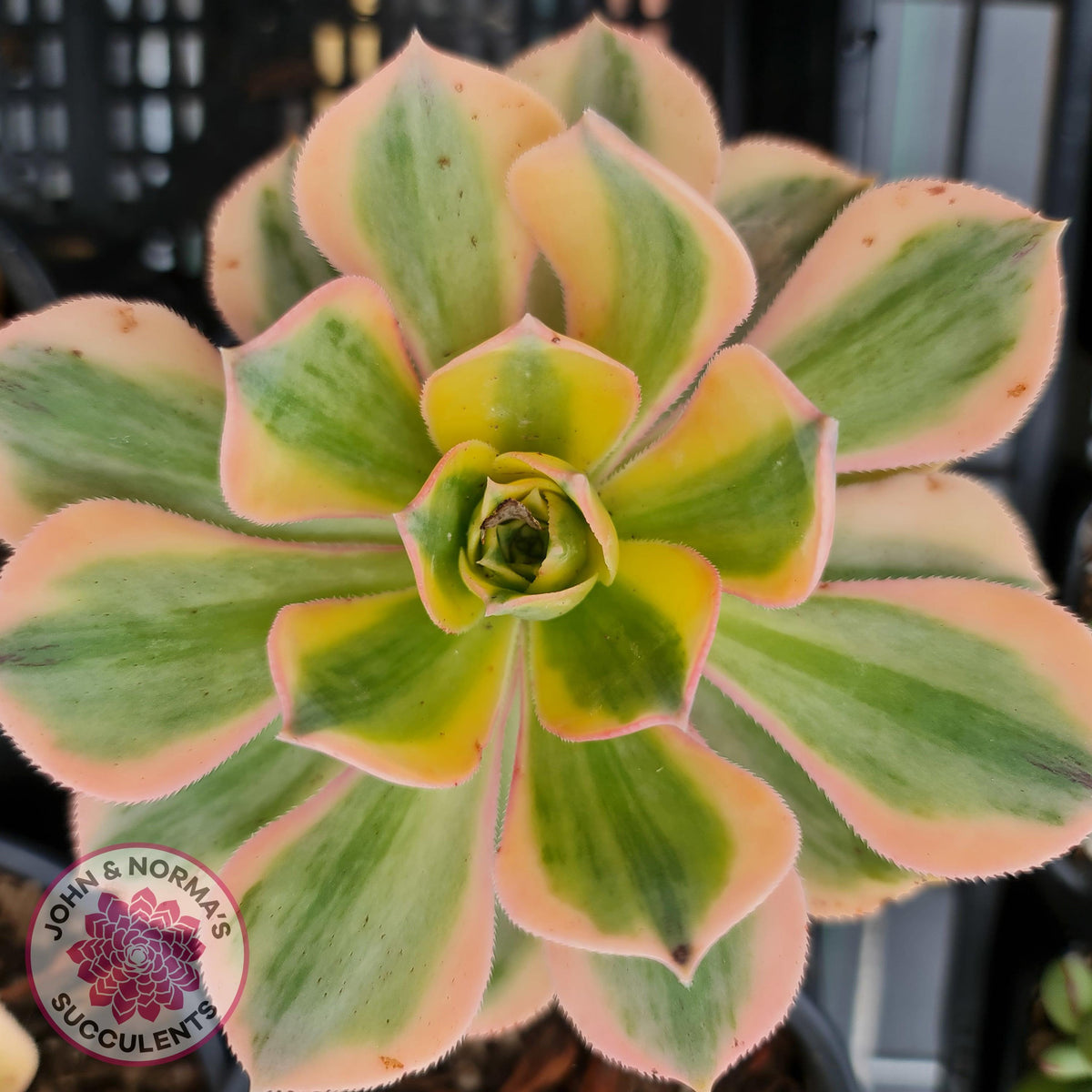 Aeonium 'Sunburst'