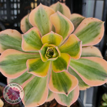 Load image into Gallery viewer, Aeonium Sunburst - John &amp; Norma&#39;s Succulents
