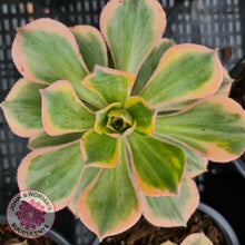 Load image into Gallery viewer, Aeonium Sunburst - John &amp; Norma&#39;s Succulents
