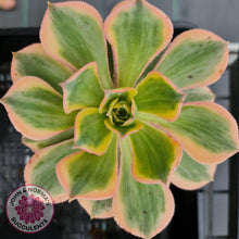 Load image into Gallery viewer, Aeonium Sunburst - John &amp; Norma&#39;s Succulents
