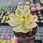 Aeonium 'Sunburst'