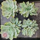 Graptoveria 'Coconut Ice'
