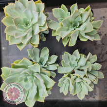 Load image into Gallery viewer, Graptoveria Coconut Ice - John &amp; Norma&#39;s Succulents
