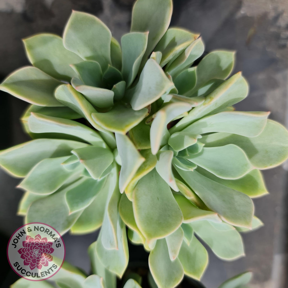 Graptoveria 'Coconut Ice'