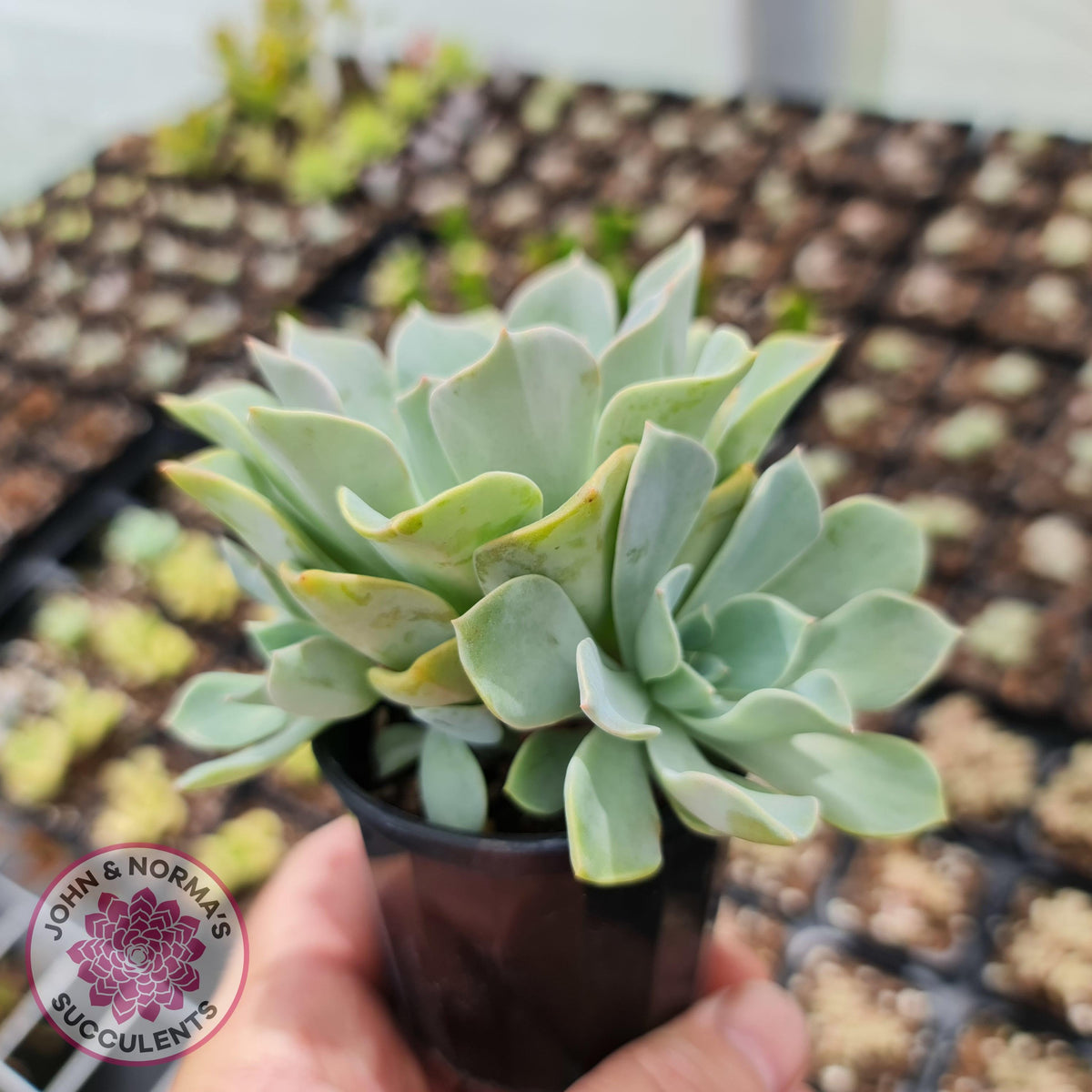 Graptoveria 'Coconut Ice'