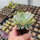 Graptoveria 'Coconut Ice'