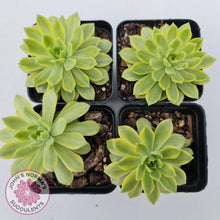 Load image into Gallery viewer, Sedeveria Markus Gold Variegation - John &amp; Norma&#39;s Succulents
