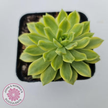 Load image into Gallery viewer, Sedeveria Markus Gold Variegation - John &amp; Norma&#39;s Succulents
